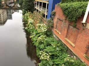 Giant hogweed along river