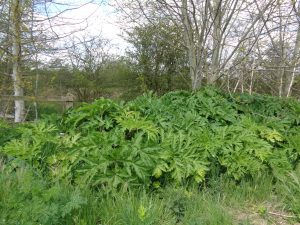 Giant hogweed spiky leaves