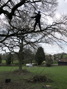 Tree climbing