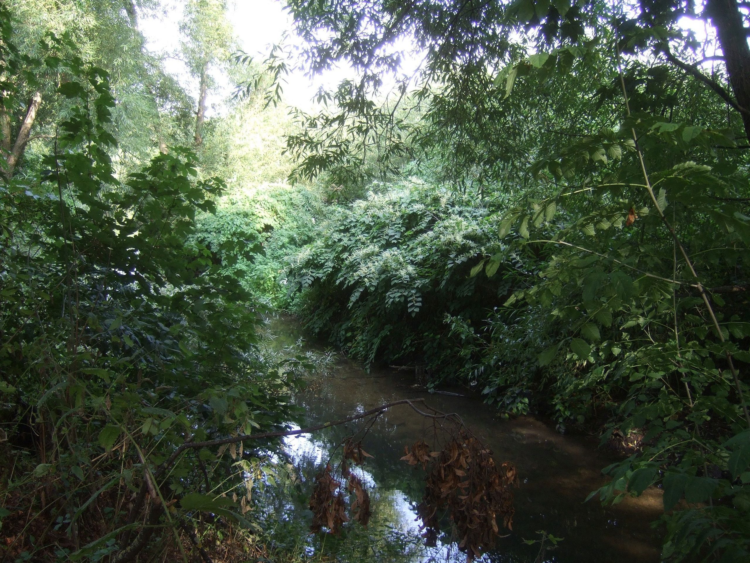 knotweed along river