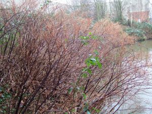 Winter knotweed canes along river