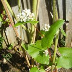 Buckwheat