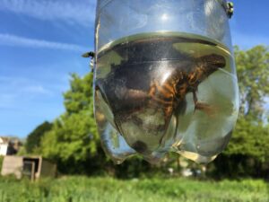 Great crested newts