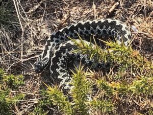 Adder