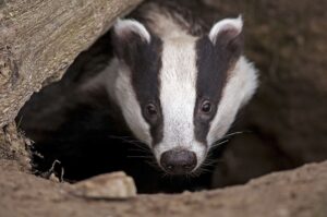 Badger