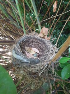 Blackbird nest in knotweed