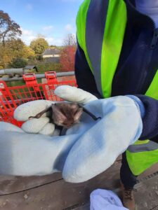 Brown long eared bat