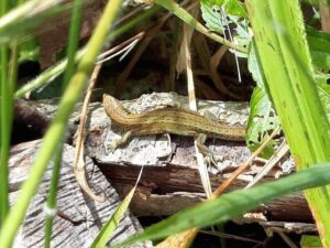 Common lizard