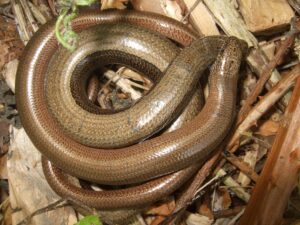 Adder