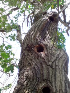 Woodpecker holes