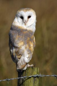 Barn owl