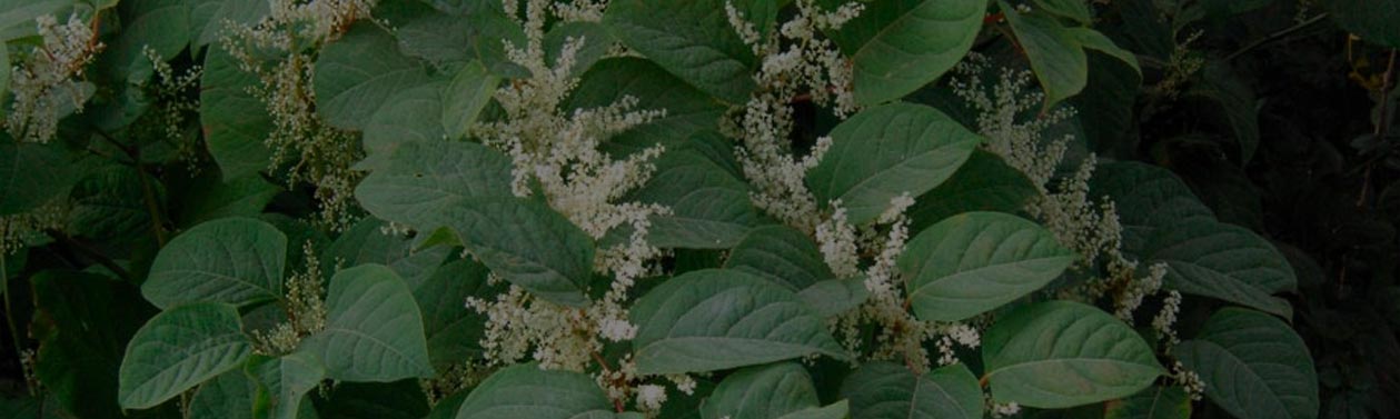 Knotweed