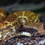 adder snake