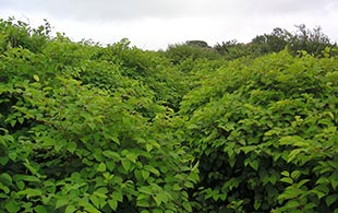 Mature Summer Growth of Japanese Knotweed