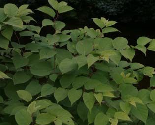 Japanese Knotweed