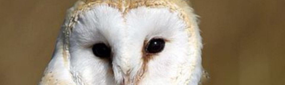 Barn Owl