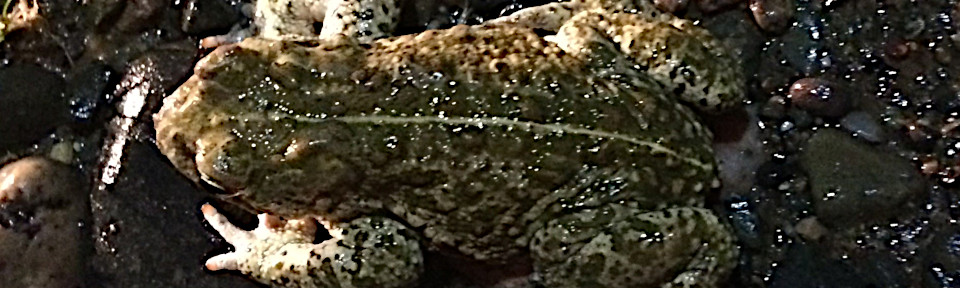 Natterjack toad