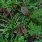 early japanese knotweed in grass