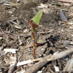 early japanese knotweed in soil