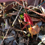 Close up of early japanese knotweed sprouting