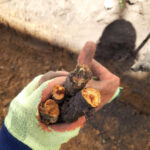 Close Up Of Japanese Knotweed Rhizome