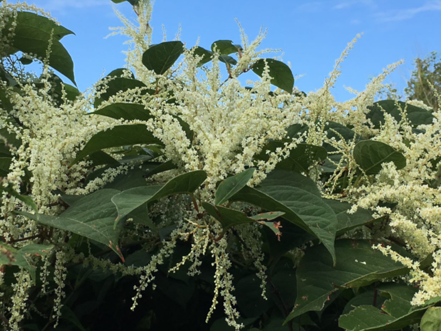 Japanese Knotweed with Flowers