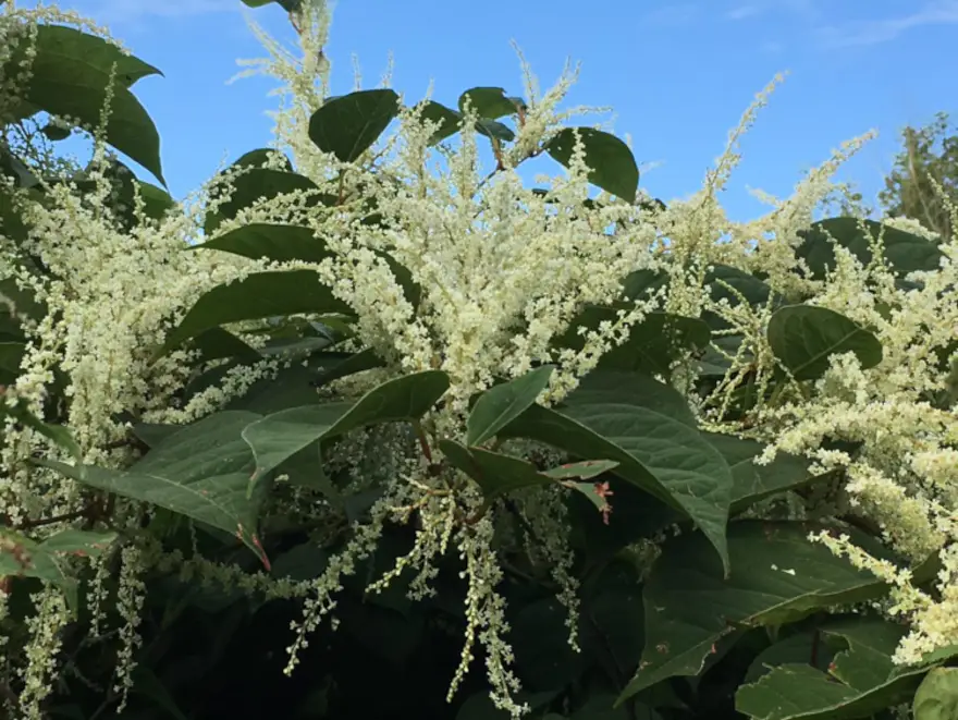 Image of Japanese knotweed flowers identification