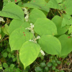 japanese knotweed leaves with small flowers