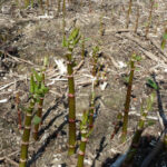 Young Japanese knotweed shoots