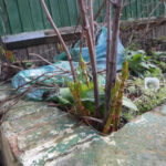 Young Japanese Knotweed in Garden
