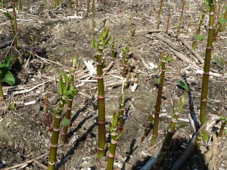 Young Japanese knotweed shoots