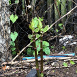 Young Japanese Knotweed in Garden