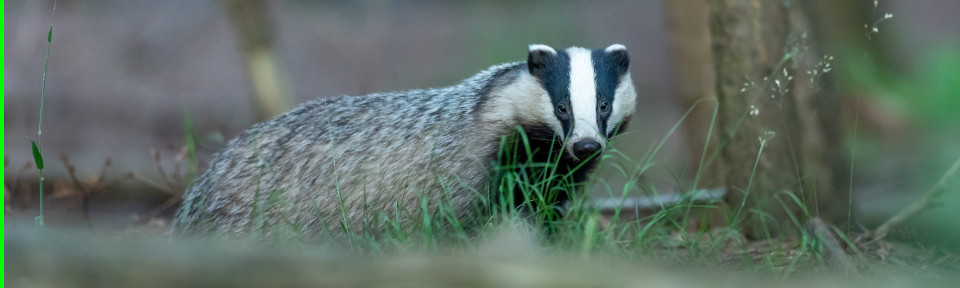 Badger