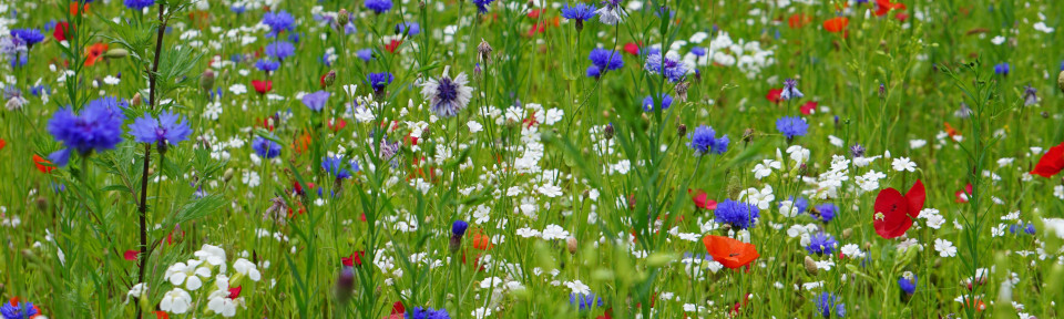 Flower meadow