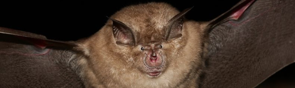 Greater Horseshoe bat