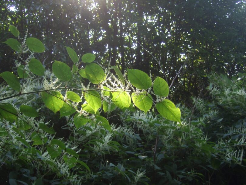 japanese knotweed with flowers