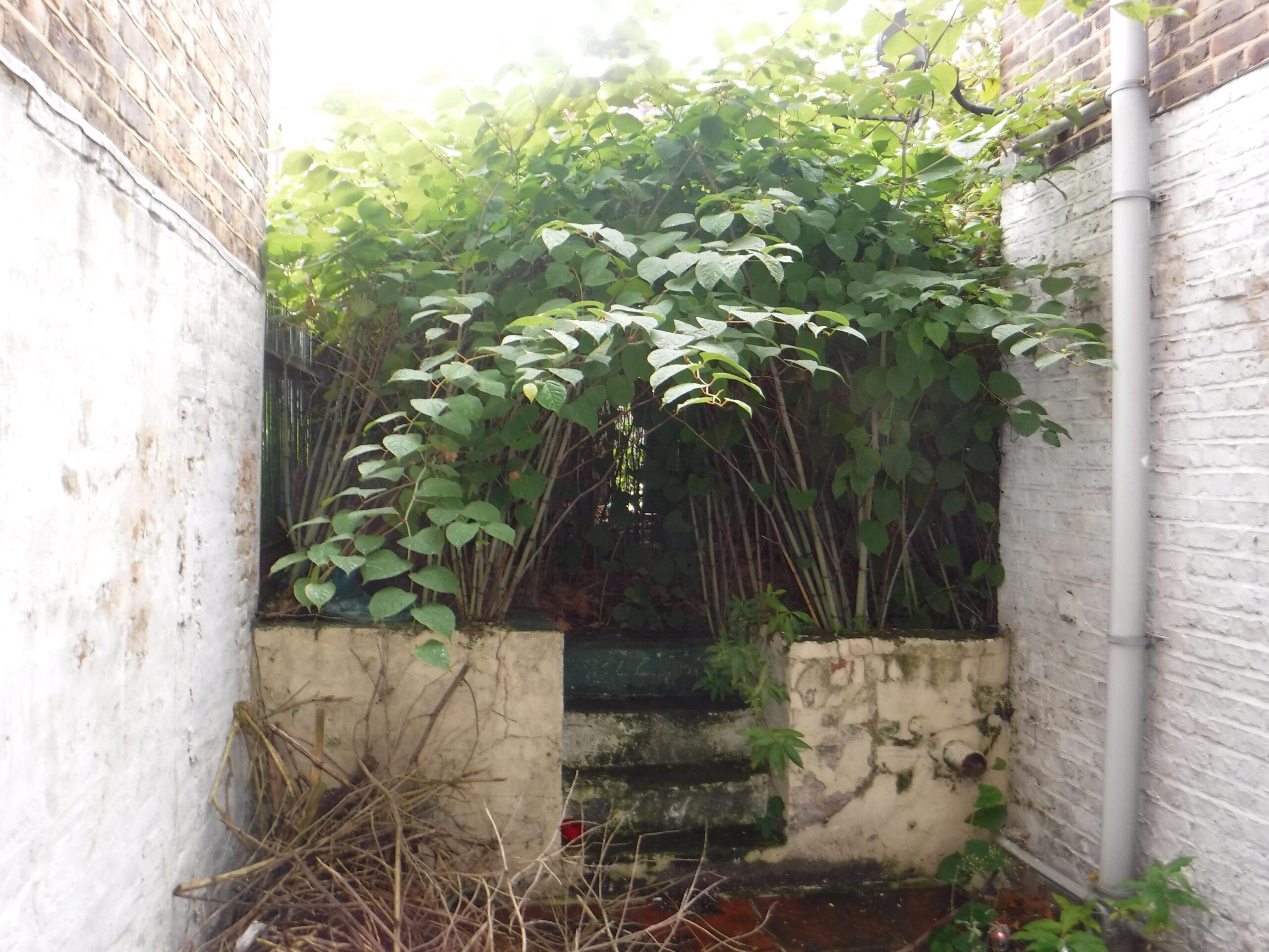 japanese knotweed in garden