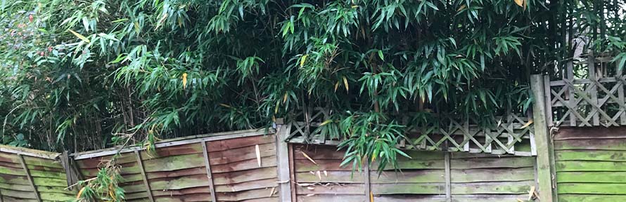 Bamboo destroying a fence