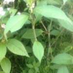 Lesser knotweed leaves