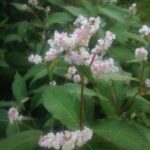 Close up of Lesser knotweed leaves with flowers