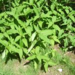 Himalayan knotweed growth in a garden