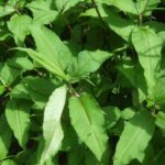 Himalayan knotweed leaves