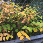 Autumn knotweed colours