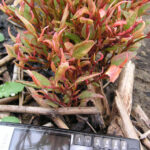 Bonsai regrowth