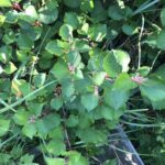 Dwarf knotweed