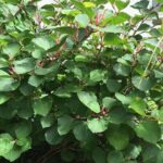 Dwarf knotweed