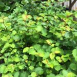 Dwarf knotweed