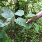 Giant knotweed leaves