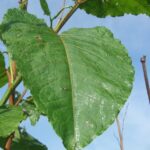 Giant knotweed leaf