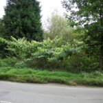 Giant knotweed growth beside road